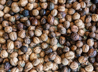 Walnut as background. Harvest from  garden