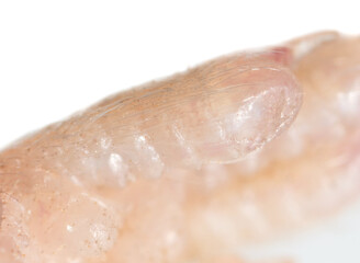 Mouse paw isolated on a white background.