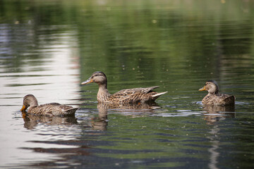 duck and ducklings