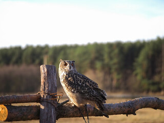 An owl sits on a wooden fence in a field