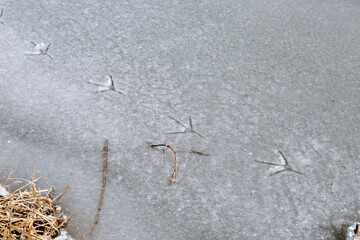 Bird footprints on the white snow. A chain of heron tracks on the ice of the river. Orgithological observation of wildlife. Winter time and clear weather. Close-up