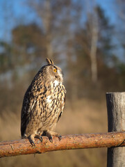 Rare wild bird eagle owl sits on a fence near the forest