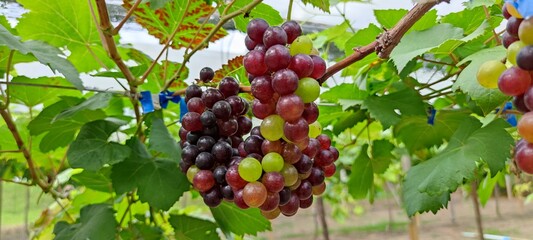 bunch of grapes