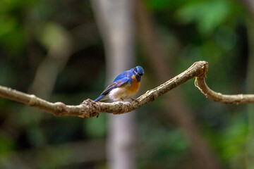 The Male of Tickell's blue flycatcher (Cyornis tickelliae) beautiful blue bird 