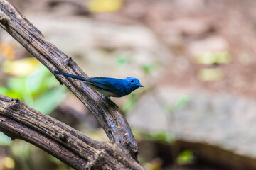 The black-naped monarch or black-naped blue flycatcher