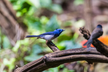 The black-naped monarch or black-naped blue flycatcher