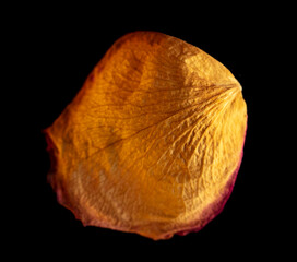 Dried rose petal isolated on black