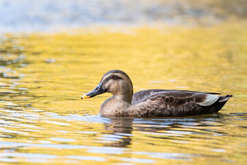 Spot-billed duck swims on the pond reflects autumn yellow leaves.