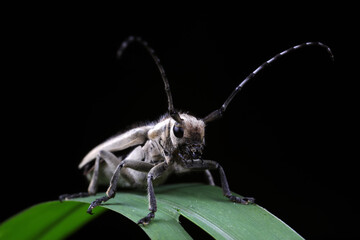 Longicorn beetles on wild plants, North China