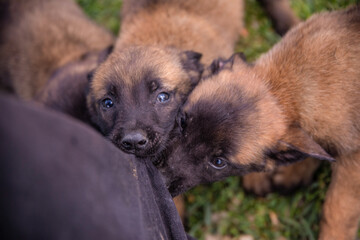 Baby dog belgian malinois practice and train biting a trouser leg