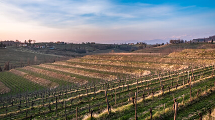 Fototapeta na wymiar Spring sunset in the vineyards of Collio Friulano