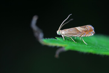 Lepidoptera insect on wild plants, North China