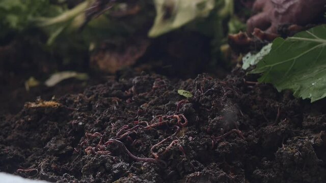 Making organic earthworm fertilizer. Natural preservation.