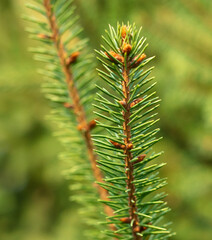 Green needles on the branches of a coniferous tree