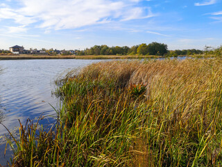 Horizon on the lake with reeds. Nature