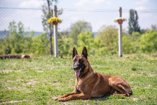Beautiful police Belgian Malinois dog on practice and training posing for photo