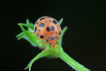 Ladybirds live on weeds in the North China Plain