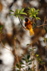 The village weaver (Ploceus cucullatus), also known as the spotted-backed weaver or black-headed weaver building up a nest at sunset. A yellow weaver with a red eye knits a nest.