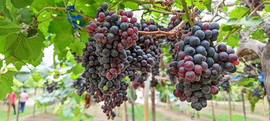bunch of grapes