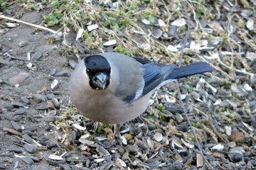 A female bullfinch sitting on ground and eating sunflower seeds