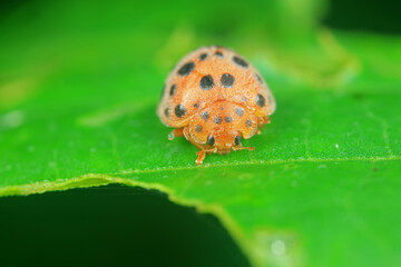 Ladybirds live on weeds in the North China Plain