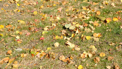 Fallen leaves of trees on the ground. Blurred defocused autumn background for web design