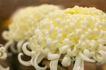 秋に咲く大輪の菊