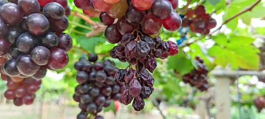 bunch of grapes