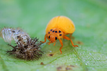 The newly emerged Ladybug perches on the weeds