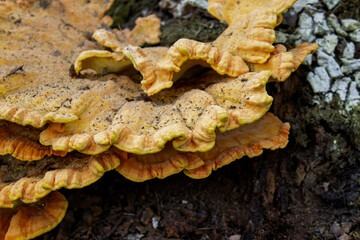 Close up elfenbankje