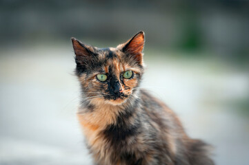 Streunerkatze
