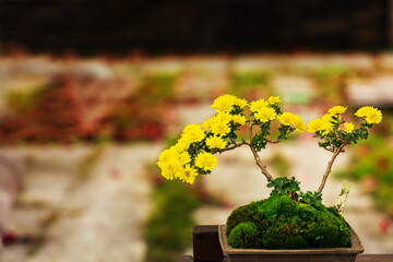 Fototapeta na wymiar 秋に咲く野菊の盆栽