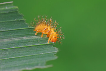 Ladybug larvae live on weeds