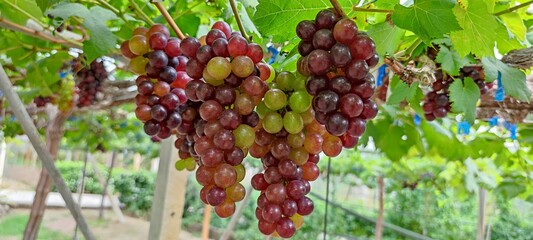 bunch of grapes