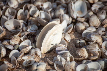 shells on the beach