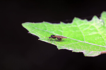 Ants on wild plants, North China