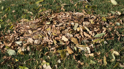 Fallen leaves of trees on the ground. Blurred defocused autumn background for web design