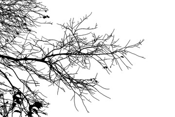 Natural tree branches silhouette on white background 