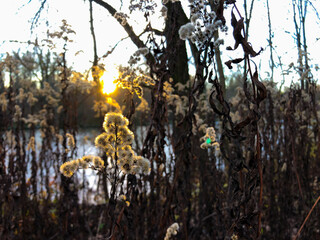 Sun light and rays shine silhouette of dried grass at Isarauen river shore of Isar during winter...