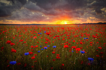 The Sun setting on a field of poppies in the countryside, Jutland, Denmark.	