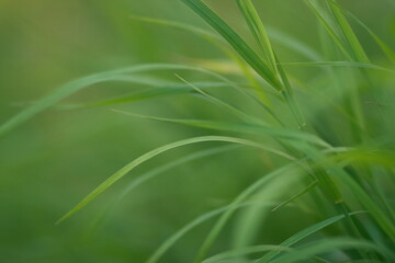 Meadow grass and weeds, dew and raindrops sparkling in the sun. Close-up, blurred background