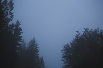 Mountain forest during the autumn rain