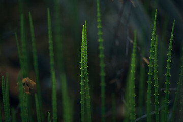 Horsetail plant, non-blooming. Closeup, blurred background.
