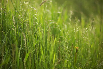 Meadow grass and weeds, dew and raindrops sparkling in the sun. Close-up, blurred background