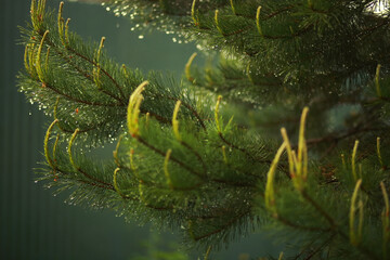 Branches of spruce, wet from the rain, close-up, blurred background. Drops on needles shining in the sun.
