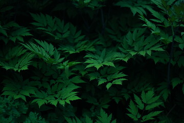 Close-up of bushes, dark green foliage.
