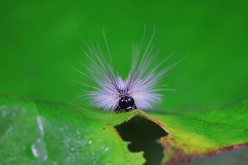 The larvae of moths are covered with bristles and look terrible