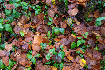 Autumn foliage background from Alpine woods