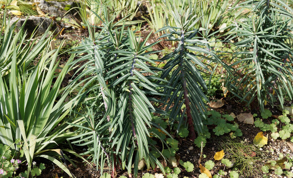 (Euphorbia lathyris) Kreuzblättrige Wolfsmilch oder Wühlmaus-Schreck, Zierstrauch im erste Lebensjahr