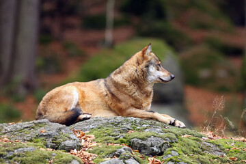 The grey wolf or gray wolf (Canis lupus) lying on a rock with autumn forest in the background.